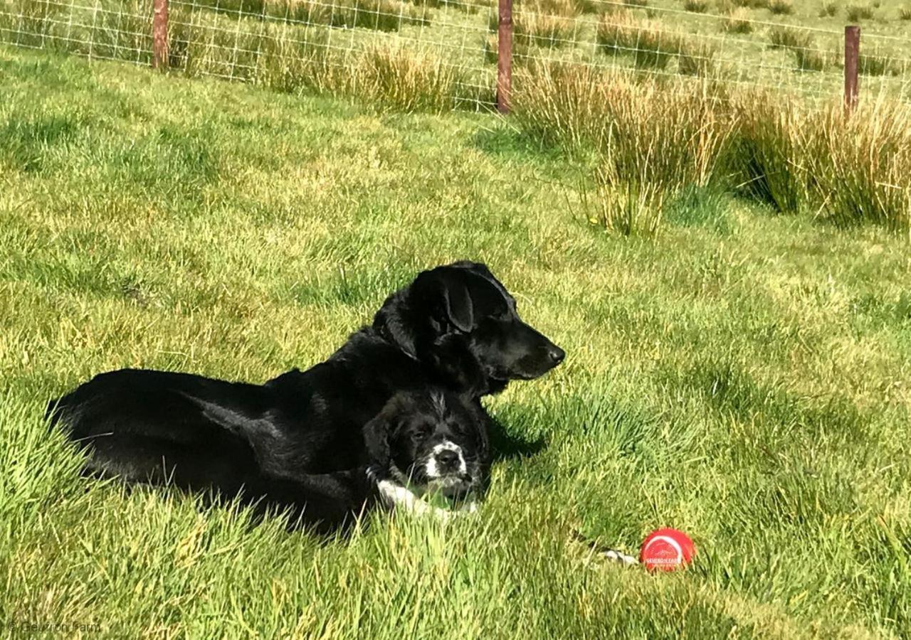 Bryn-crugThe Barn At Geufron Farm - Dog Friendly - Nr Tywyn别墅 外观 照片